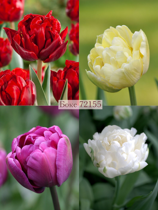 Бокс тюльпанів 72155 Holland Bulb Market - 300 цибулин