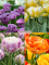 Бокс тюльпанів 72158 Holland Bulb Market - 300 цибулин