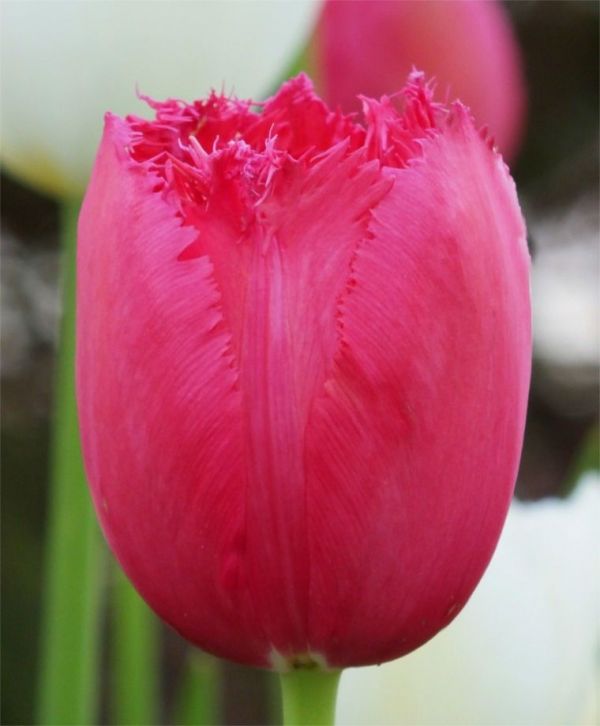Бокс тюльпанів 72030 Holland Bulb Market - 400 цибулин