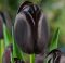 Бокс тюльпанів 72126 Holland Bulb Market - 300 цибулин