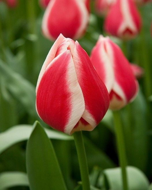 Бокс тюльпанів 72110 Holland Bulb Market - 300 цибулин