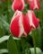 Бокс тюльпанів 72110 Holland Bulb Market - 300 цибулин