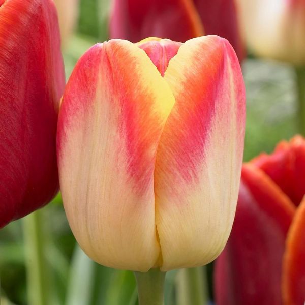 Бокс тюльпанів 72129 Holland Bulb Market - 300 цибулин