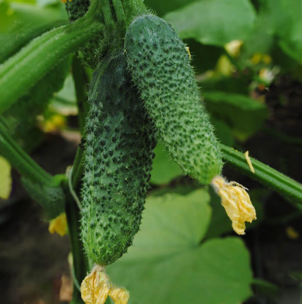 Огірок Чайковський F1 (Насіння) Rijk Zwaan - 1000 шт