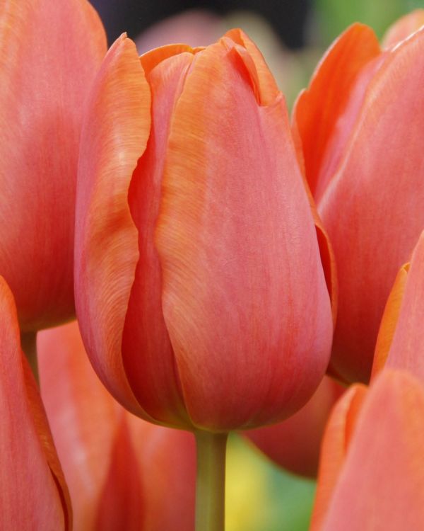 Бокс тюльпанів 72127 Holland Bulb Market - 300 цибулин