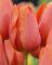 Бокс тюльпанів 72127 Holland Bulb Market - 300 цибулин