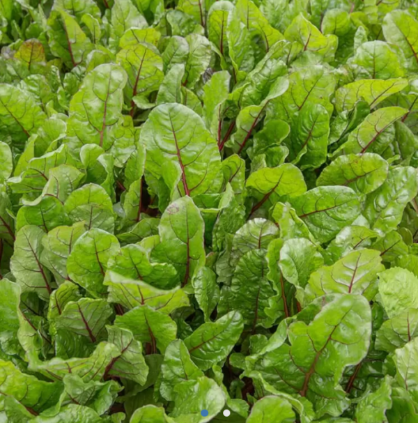 Мангольд Чарли (Семена) Rijk Zwaan - 50 000 шт