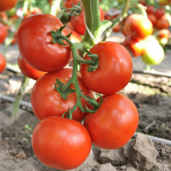 Томат Чінто F1 (Насіння) Rijk Zwaan - 1000 шт