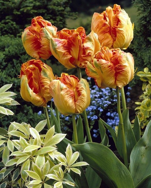 Бокс тюльпанів 72036 Holland Bulb Market - 400 цибулин