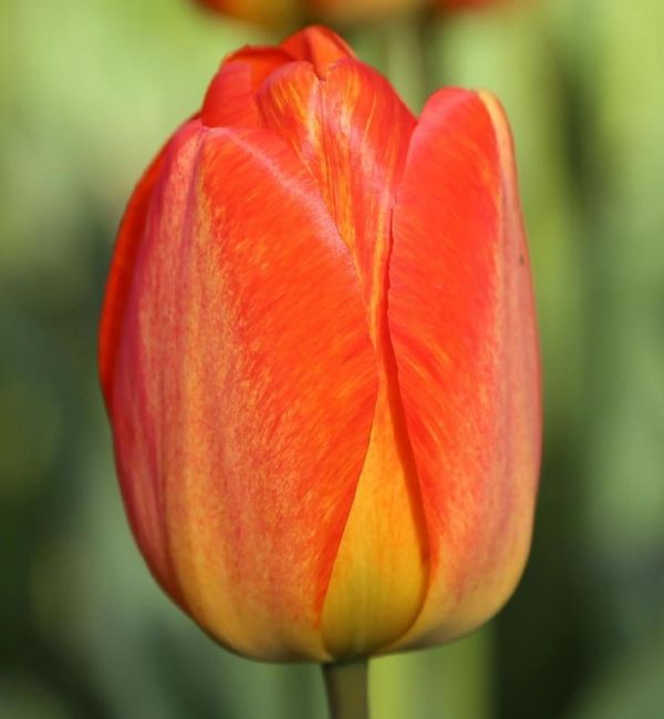 Бокс тюльпанів 72112 Holland Bulb Market - 300 цибулин