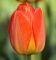 Бокс тюльпанів 72112 Holland Bulb Market - 300 цибулин