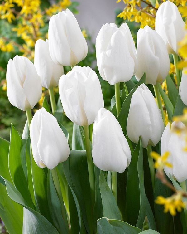 Бокс тюльпанів 72112 Holland Bulb Market - 300 цибулин