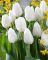 Бокс тюльпанів 72112 Holland Bulb Market - 300 цибулин