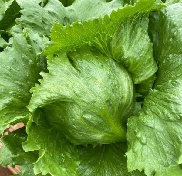 Салат Даянас (Насіння) Rijk Zwaan - 5000 драже