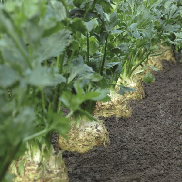 Селера Діамант (Насіння) Bejo Zaden - 10 000 шт