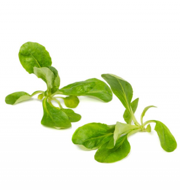 Салат Діона (Насіння) Rijk Zwaan - 100 000 шт