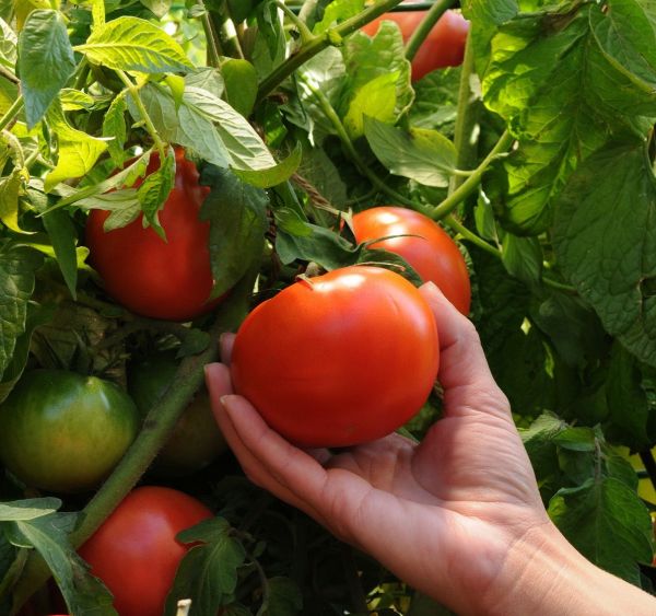 Томат Дофу F1 (Насіння) Rijk Zwaan - 1000 шт