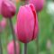 Бокс тюльпанів 72126 Holland Bulb Market - 300 цибулин