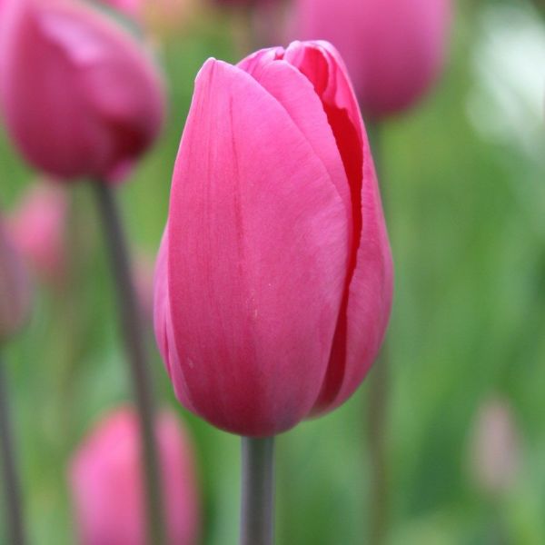 Бокс тюльпанів 72126 Holland Bulb Market - 300 цибулин