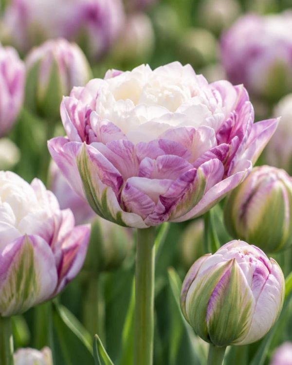Бокс тюльпанів 72158 Holland Bulb Market - 300 цибулин