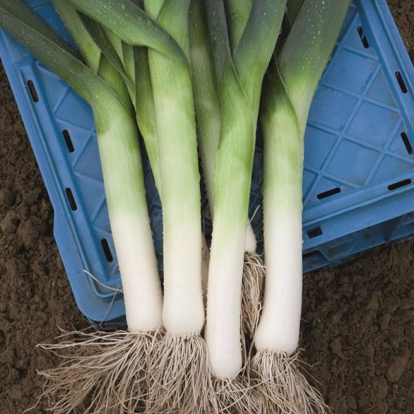 Цибуля-порей Джампер F1 (Насіння) Bejo Zaden - 10 000 шт