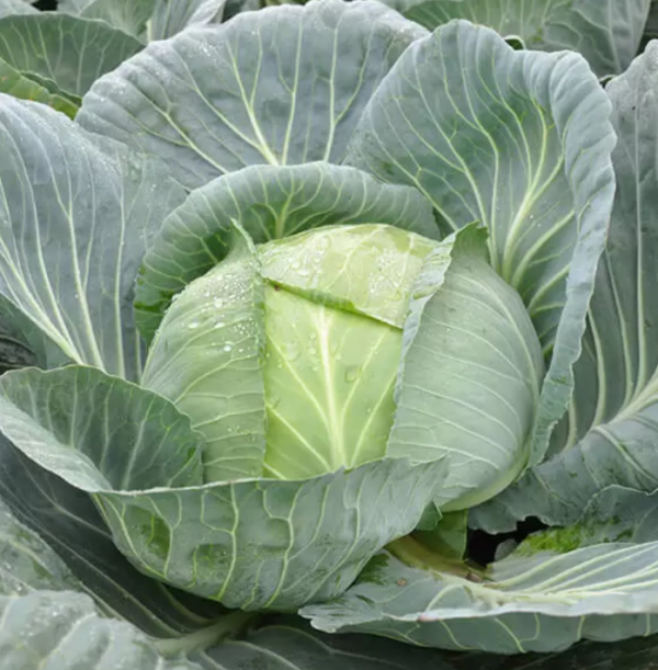 Капуста Джинтама F1 (калібр) (Насіння) Rijk Zwaan - 2500 шт