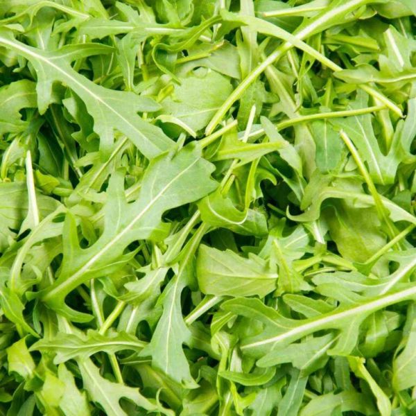 Рукола Джолизия (Семена) Enza Zaden - 100 000 шт Рукола Джолизия (Семена) Enza Zaden - 100 000 шт