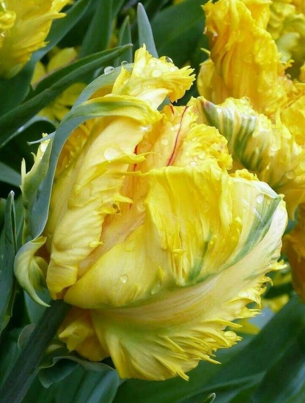 Бокс тюльпанів 72035 Holland Bulb Market - 400 цибулин