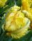Бокс тюльпанів 72035 Holland Bulb Market - 400 цибулин
