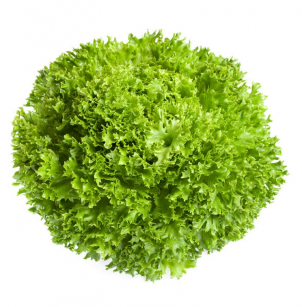 Салат Експедішн (Насіння) Rijk Zwaan - 5000 драже