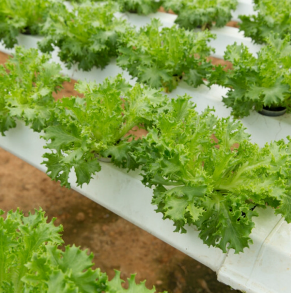 Салат Експедішн (Насіння) Rijk Zwaan - 5000 драже