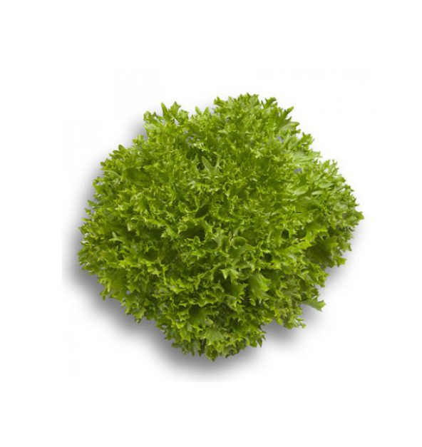 Салат Експертайз (Насіння) Rijk Zwaan - 5000 драже