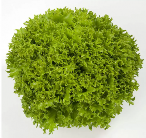 Салат Експлор (Насіння) Rijk Zwaan - 5000 драже