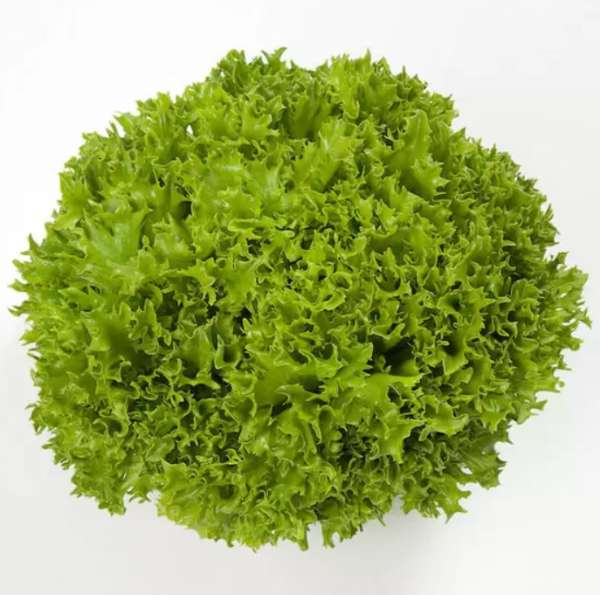 Салат Екзект (Насіння) Rijk Zwaan - 5000 драже