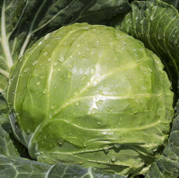 Капуста Элиза F1 (калибровка) (Семена) Sakata - 1000 шт