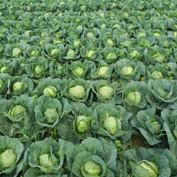 Капуста Элиза F1 (Семена) Sakata - 1000 шт