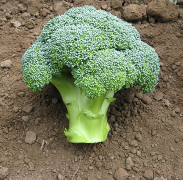 Капуста брокколи Эос F1 (Семена) Sakata - 1000 шт