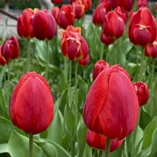 Бокс тюльпанів 72127 Holland Bulb Market - 300 цибулин