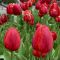 Бокс тюльпанів 72127 Holland Bulb Market - 300 цибулин
