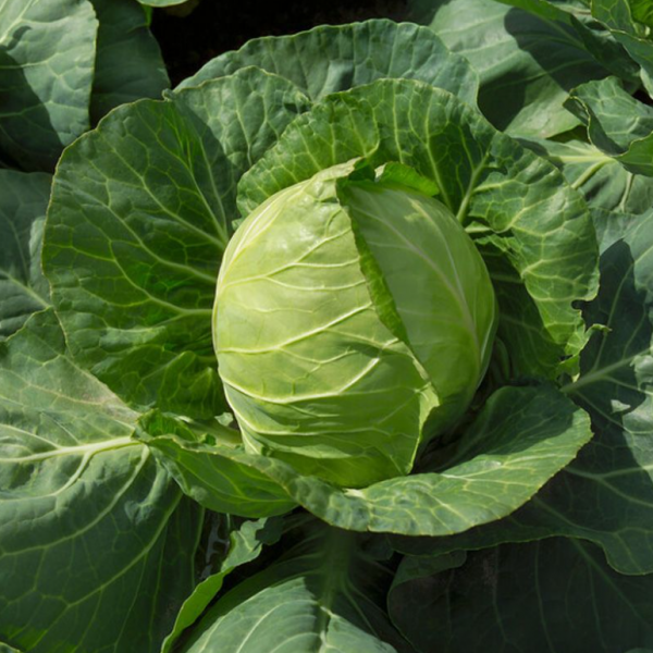 Капуста Етма F1 (каліброване) (Насіння) Rijk Zwaan - 2500 шт