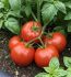 Томат Ричи F1 (Семена) Bejo Zaden - 5 гр