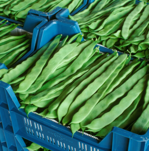 Фасоль спаржевая Фестивал (Семена) Rijk Zwaan - 250 шт