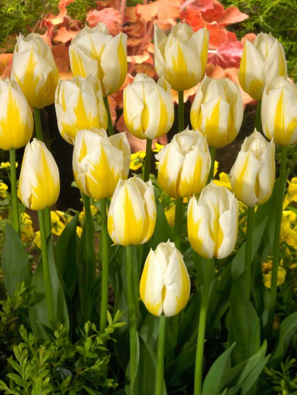 Бокс тюльпанів 72130 Holland Bulb Market - 300 цибулин