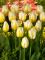 Бокс тюльпанів 72130 Holland Bulb Market - 300 цибулин