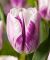 Бокс тюльпанів 72130 Holland Bulb Market - 300 цибулин