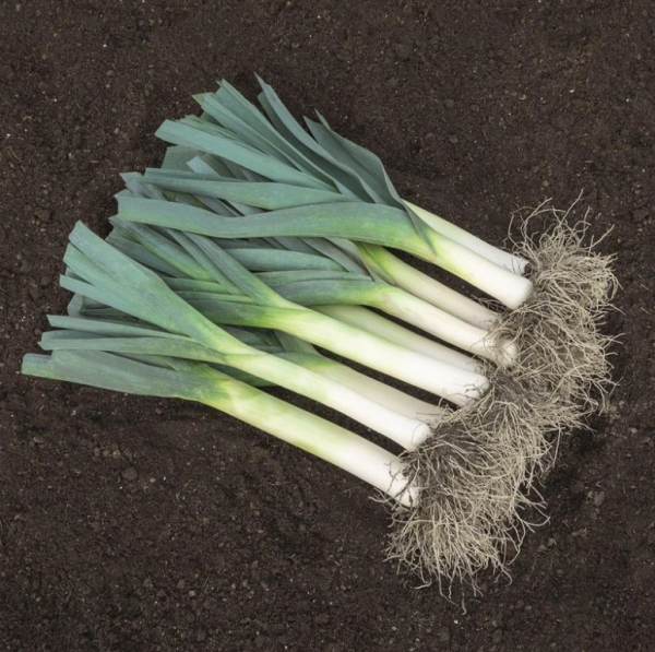 Цибуля-порей Форрест (Насіння) Bejo Zaden - 10 000 шт