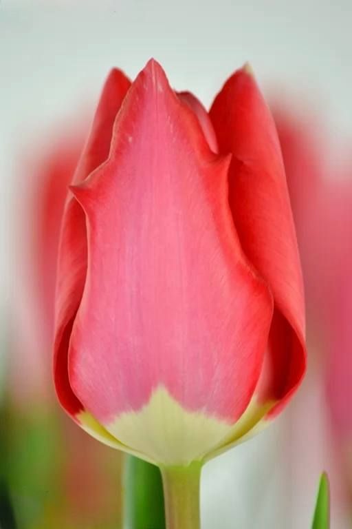 Бокс тюльпанів 72111 Holland Bulb Market - 400 цибулин