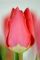 Бокс тюльпанів 72111 Holland Bulb Market - 400 цибулин