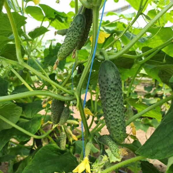 Огурец Фрайзер (Семена) Sakata - 100 шт