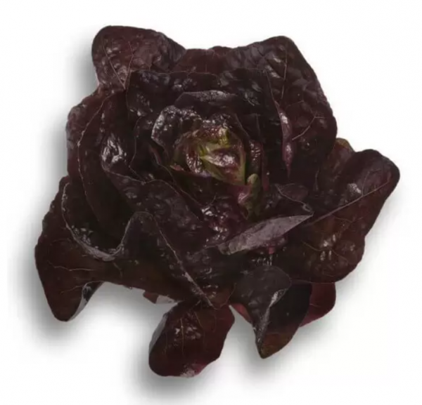 Салат Галатея (Насіння) Rijk Zwaan - 5000 драже